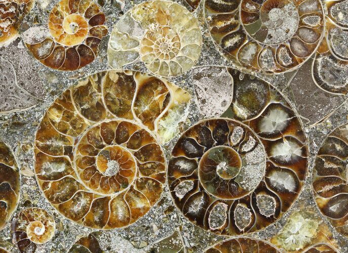 Plate Made Of Agatized Ammonite Fossils #51049